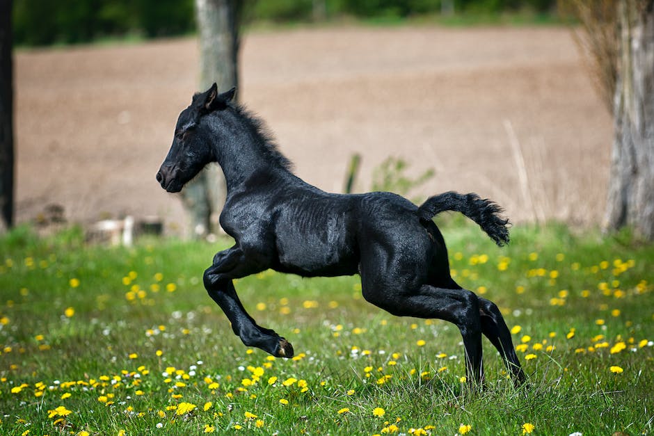 Wie viel Gewicht kann ein Shetlandpony tragen?